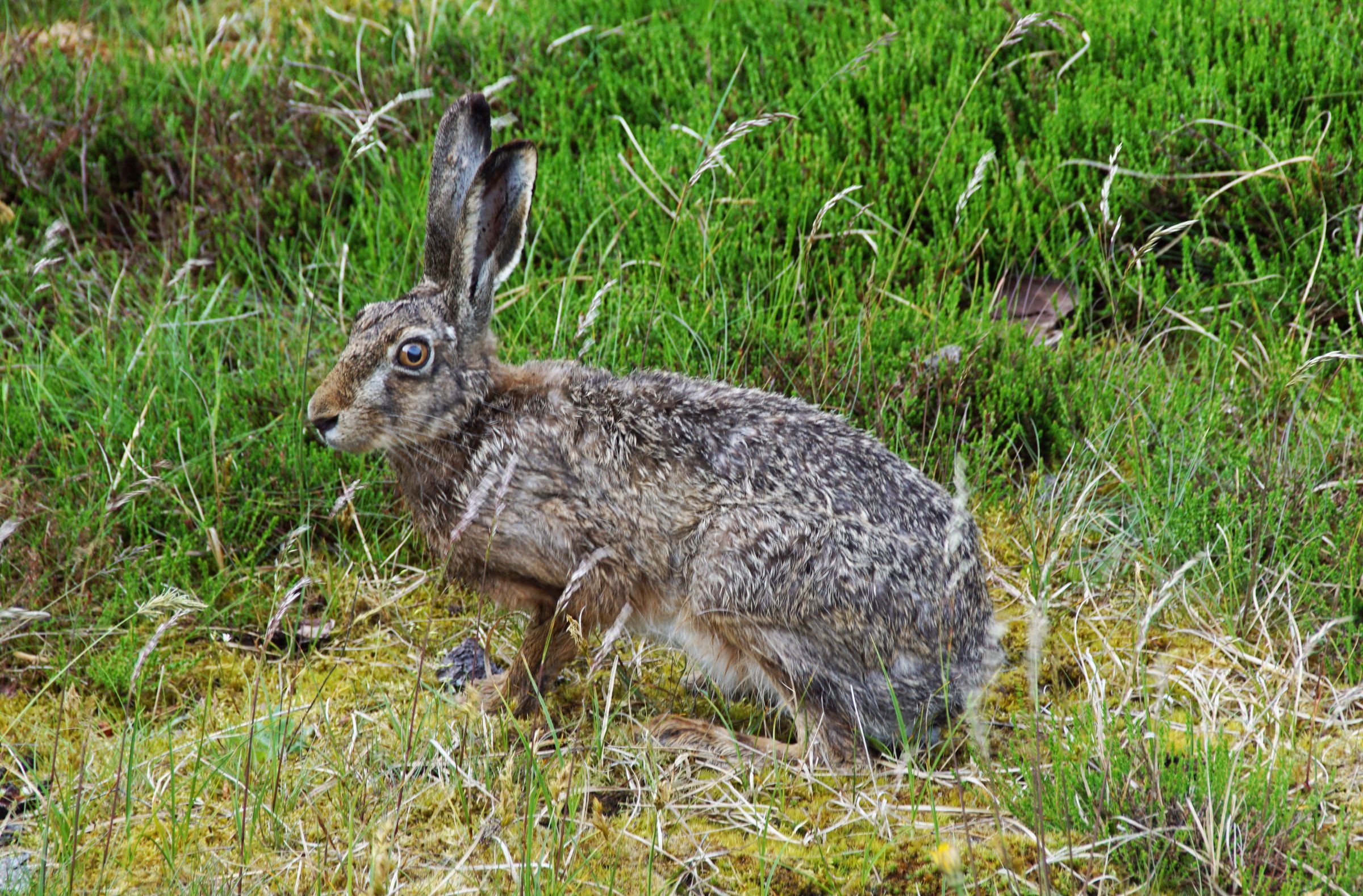Vejers Strand Hase 8.00 Uhr